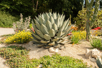 Desert plants in a park in Mainau in Germany