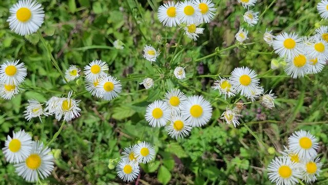 Stachelspitziges Berufkraut, (Erigeron karvinskianus), Bayern, Deutschland