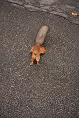 orange squirrel on the asphalt