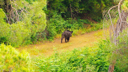 Forest Roamer A Wild Boar's Haven