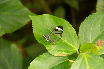 Butterfly in a tropical house in Mainau in Germany