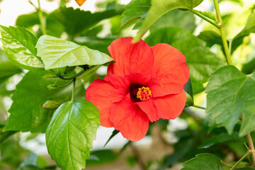 Plantation in a park in Mainau in Germany