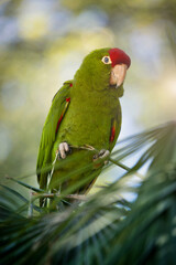 Red-crowned Amazon (Amazona viridigenalis)