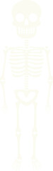Funny cartoon cute skeleton with poses for Halloween holiday and memorial day design concept.