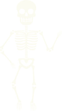 Funny cartoon cute skeleton with poses for Halloween holiday and memorial day design concept.