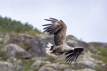 Foto op Canvas The sea eagle is Northern Europe's largest nesting bird of prey and the fourth largest of the world's eagles,Nordland county,Norway © Gunnar E Nilsen