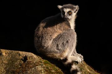 Lemur kata in the nature looking habitat. Family care. Lemur catta. Amazing light condition with beautiful and rare animal.