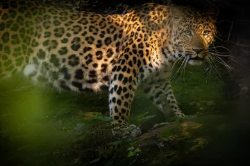 Crédence de cuisine en verre imprimé Léopard Endangered amur leopard resting on a tree in the nature habitat. Wild animals in captivity. Beautiful feline and carnivore. Panthera pardus orientalis.