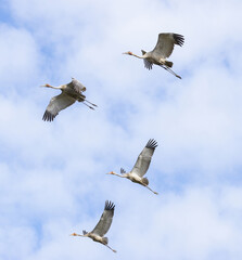 Brolgas in flight