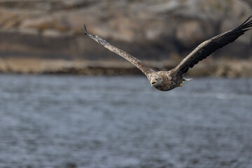 The sea eagle is Northern Europe's largest nesting bird of prey and the fourth largest of the world's eagles,Nordland county,Norway


