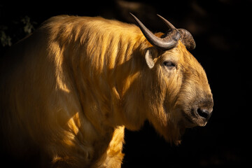 Golden takin with dark background. Close up portrait of wild animal. Amazing light condition with beautiful and rare animal. Budorcas taxicolor bedfordi.