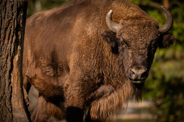 European bison in the beautiful white forest during winter time. Bison bonasus. European animals. Prehistoric creature. Amazing animal in the nature habitat.