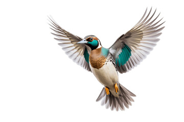 Teal in Flight Isolated on Transparent Background - Generative AI