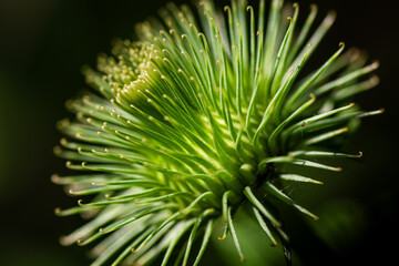 Fototapeta premium Green Rays 