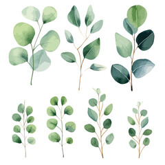 Set of watercolor leaves eucalyptus branches, vector isolated on white background 
