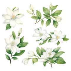 Watercolor set of jasmine flower collection, vector illustration isolated on white background