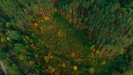 picturesque tranquil green yellow and orange colors of autumn season forest natural environment space drone aerial photography