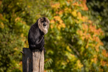 Lion tailed macaque with amazing background. Portrait of wild animal. Amazing light condition with beautiful and rare animal. Macaca silenus.
