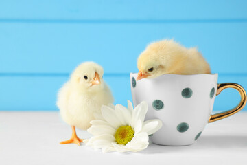 Two cute chicks with cup and beautiful chrysanthemum flower on white wooden table, closeup. Baby animals