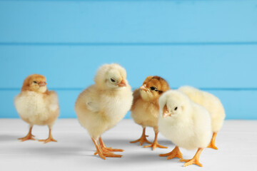 Many cute chicks on white wooden table, closeup with space for text. Baby animals