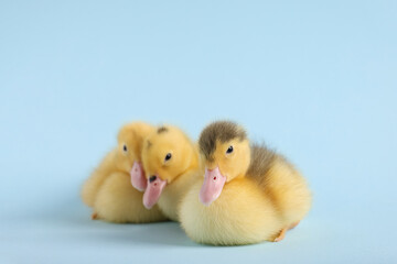 Baby animals. Cute fluffy ducklings on light blue background, space for text