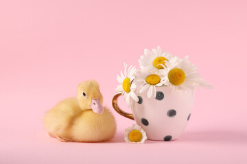Baby animal. Cute fluffy duckling near flowers on pink background