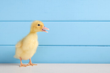 Baby animal. Cute fluffy duckling on white wooden table near light blue wall, space for text