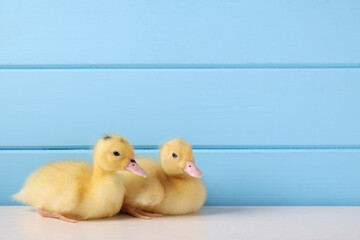 Baby animals. Cute fluffy ducklings on white wooden table near light blue wall, space for text