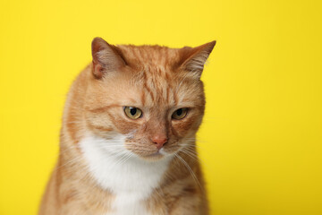 Cute ginger cat on yellow background. Adorable pet