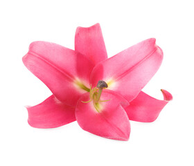 Beautiful pink lily flower isolated on white