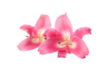 Fototapeta na wymiar Beautiful pink lily flowers isolated on white