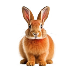 rabbit on a transparant background, PNG, Generative Ai.