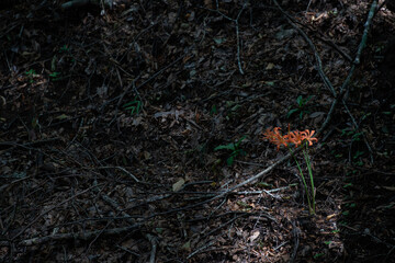 森の中に咲くオレンジ色の花　オオキツネノカミソリ群生地