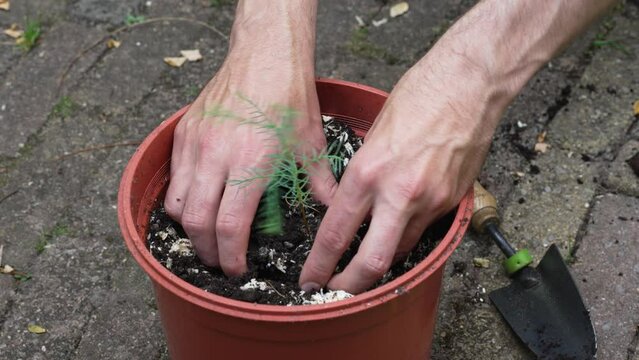 Repotting young giant sequoia tree into the bigger pot, growing Sequoiadendron giganteum from the seed
