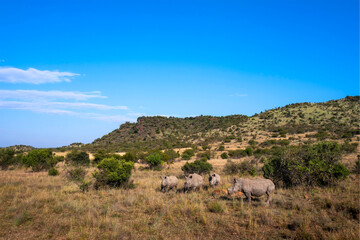 Fototapeta na wymiar rhinos in the wild