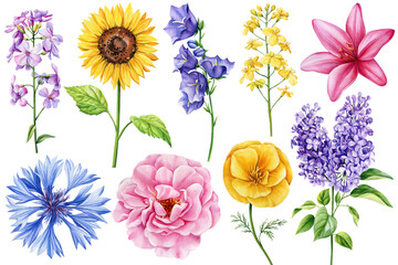 Fototapeta na wymiar Flowers set with colorful wildflower. Lilac, lily, sunflower and cornflower, watercolor floral elements for card, design