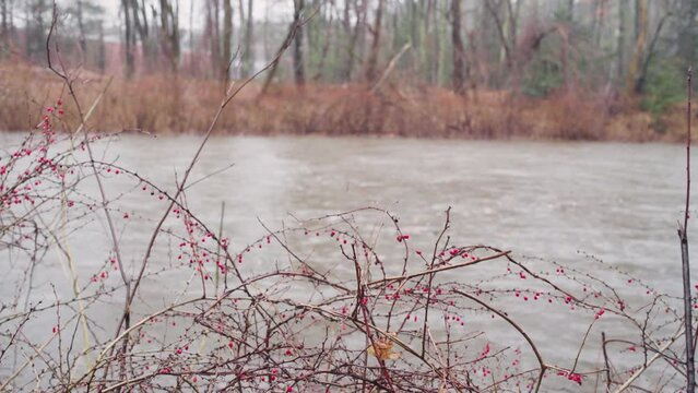 Red berries hang from bramble as a strong current of a river moves past it.