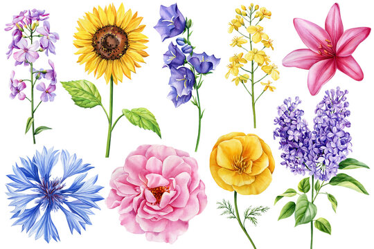 Flowers set with colorful wildflower. Lilac, lily, sunflower and cornflower, watercolor floral elements for card, design
