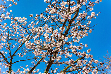 Large white sakura flowers