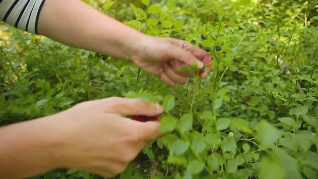 Woman picking blueberries in the forest.