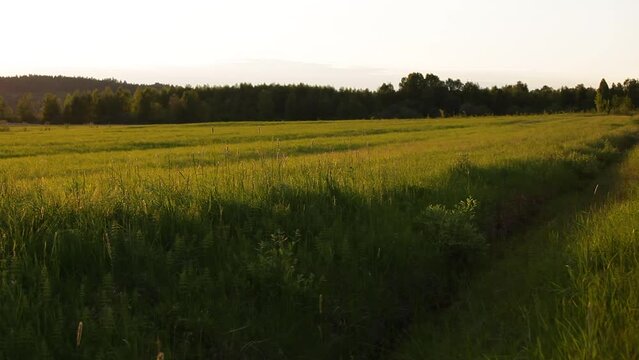 Sunset in landscape with grass and trees, panning camera.
