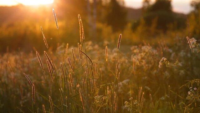 Grass in field in beautiful sunset light
