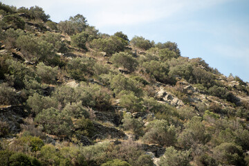 Fototapeta na wymiar Landscape of a shrub covered mountain during summer in Catalonia