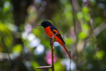 Fiery Minivet bird in the garden