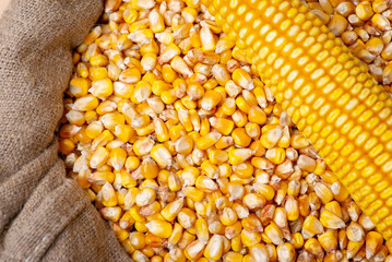 Head of corn and grain in bag. Growing corn, fresh harvested corn grain in sack