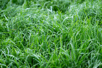 Green fresh grass in the morning with dew drops on it, close up. Thick beautiful green lawn, grass texture, nature background
