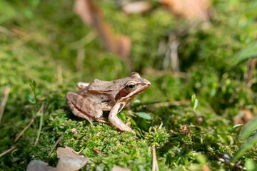 Small grey frog sitting on the geen soft moss, close up. Representative of amphibians composing the order Anura, found in the marshy forest