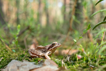 Close up of a small thin beige frog, sitting on moss in the forest. Marshy surrounding, tiny amphibian, wild nature life concept