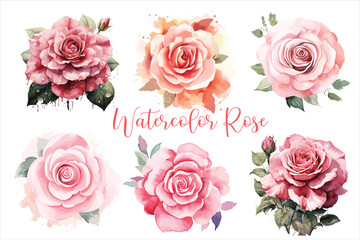Watercolor rose floral vector design