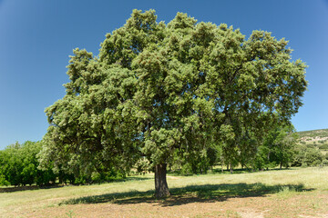 Fototapeta na wymiar Spanish tree varieties, Kermes oak near Puertollano, Ciudad Real, Spain
